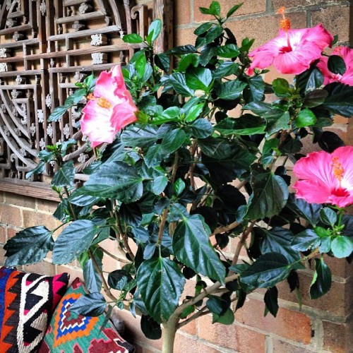 @wandering_homebody It is shy. Hiding behind the hibiscus tree. 😀xx