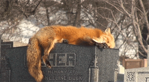 blessedwithagrave:

cestdanielle:

it-all-started-with-amouse:

agenthiccupofarendelle:

katsahobbit:

illuminati-hottie:

yourhippielove:


Fox sleeping in a graveyard.

Makes me wonder about reincarnation

this is seriously so beautiful

he misses her

NO
DONT YOU DARE TUG ON THAT HEARTSTRING WHO GAVE YOU THE RIGHT

WHO GAVE YOU THE RIGHT????

This is a whole new level of uncool.

i literally felt my heart dissolving in my stomach acid thank you
