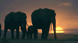 Resultado de imagen para gif elefantes