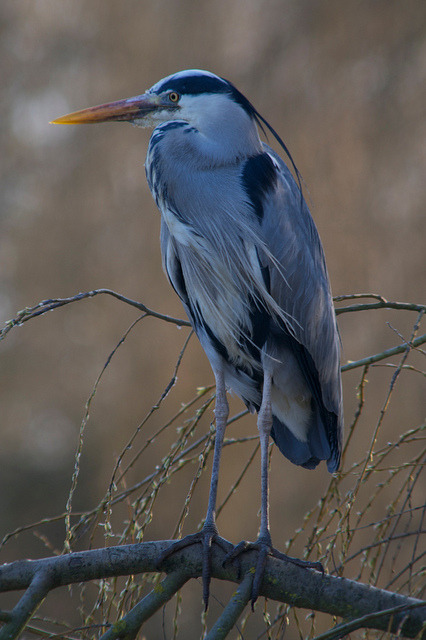 lillypotpie:

Grey Heron by mattcawrey on Flickr.
