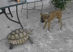 funny tortoise gifs | WiffleGif