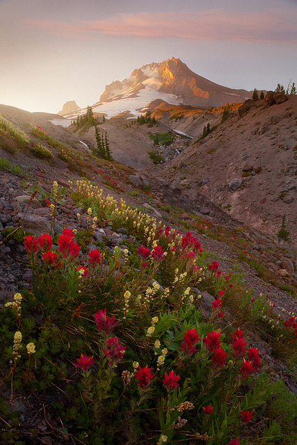 tulipnight: The Hills are Alive by Lijah Hanley on Flickr.
