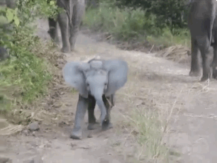 baby elephant video funny animal video gif | WiffleGif