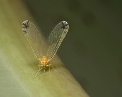 Long-winged Derbid Planthopper (Derbidae), upside-down