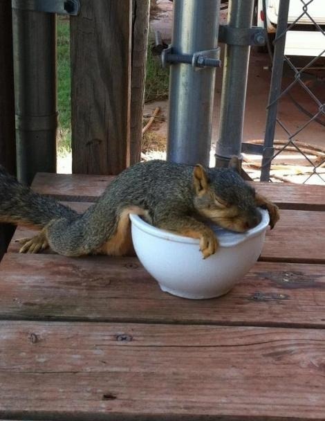 living-planet:

Squirrel asleep on a bowl of ice on a hot day in Missouri.
http://living-planet.tumblr.com/
