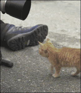 4gifs:I am the captain meow. [video]