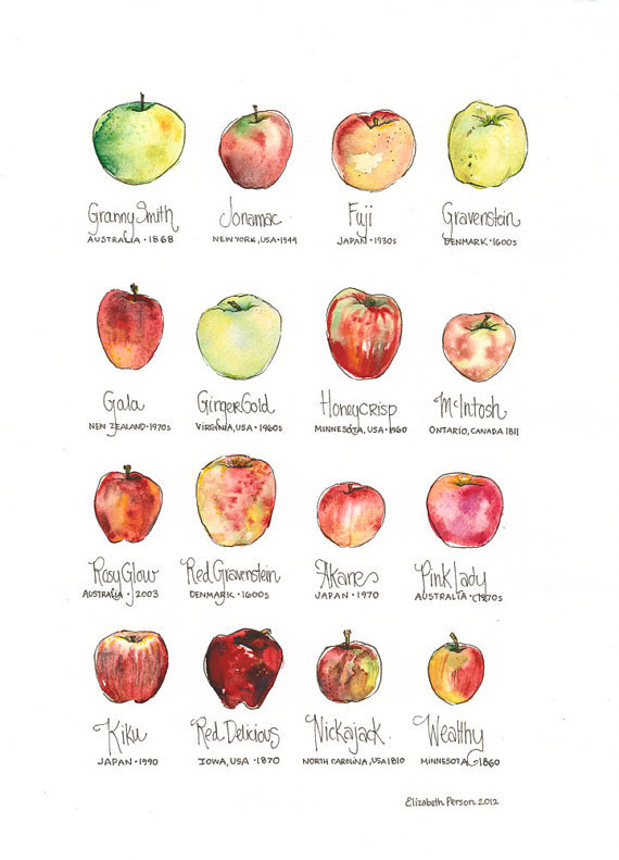 Content in a Cottage Apple Varieties and Their History