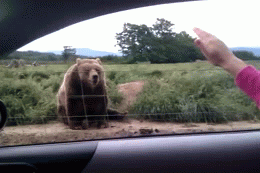 funny bear gifs | WiffleGif