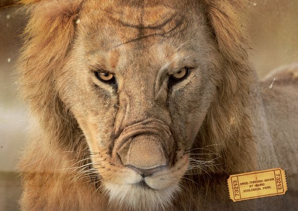 Nehru Zoological Park: Lion | Ads of the World™