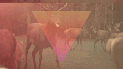hipster triangle release the freq gif