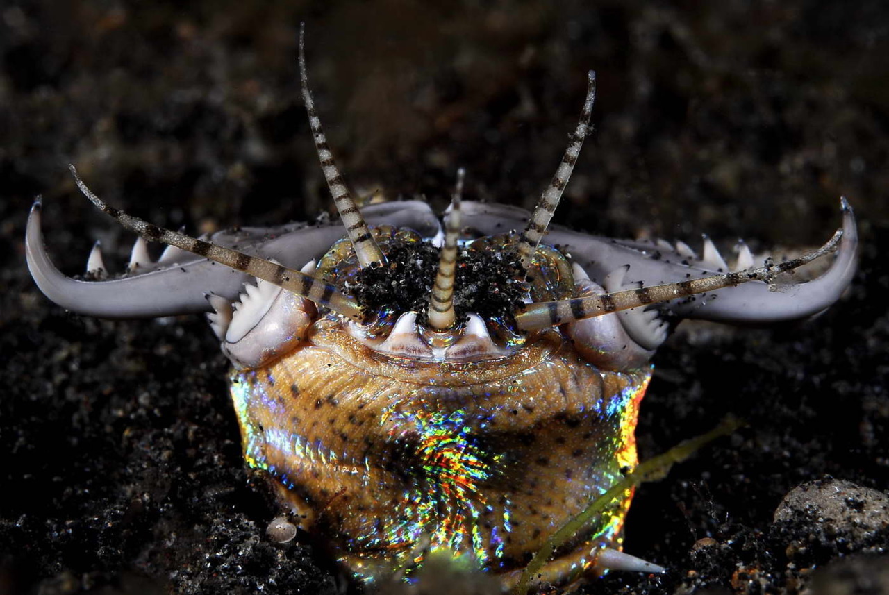 particlesandpsychedelia:    The Bobbit Worm (Eunice aphroditoi), named after Lorena Bobbit, lives under the ocean floor and can attack with enough speed and force to shear fish in half. It can grow up to around 9.5 ft long!  Memo to scientists who named the organism: if you had to go with a pop culture reference, naming it after the sandworms in Dune would have been much more awesome.  