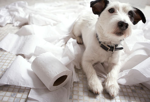 dog with toilet paper Posted by Puppy Escapes on Tumblr