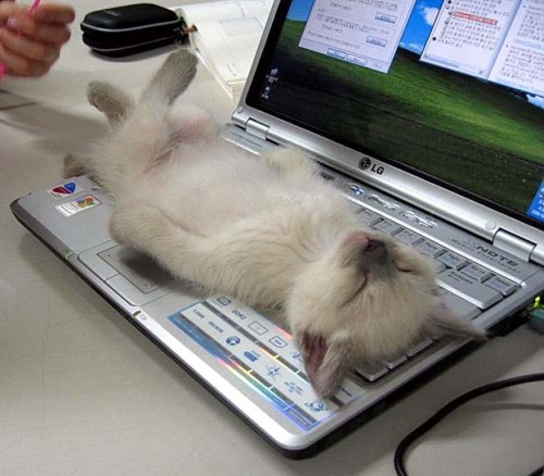 check out this funny cat on my laptop :o 
