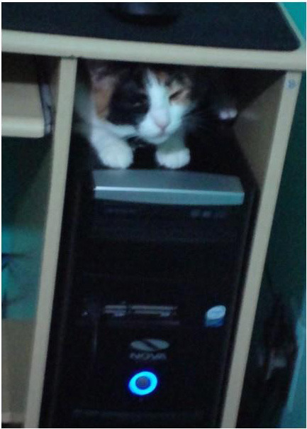 now check out this computer funny cat