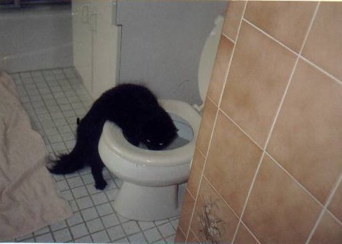 Check out this funny cat drinking inappropriate liquids