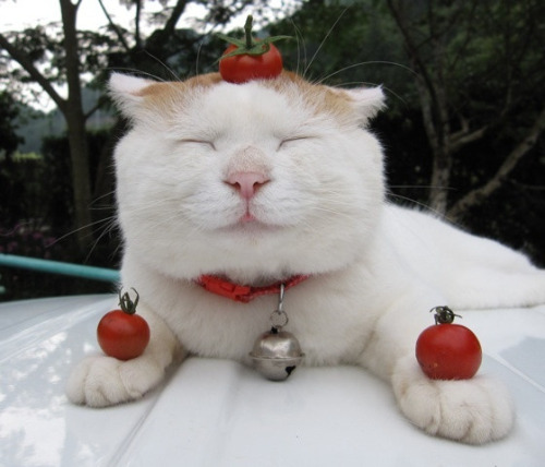Check out this funny zen cat