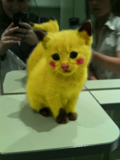 Check out this funny pikachu cat