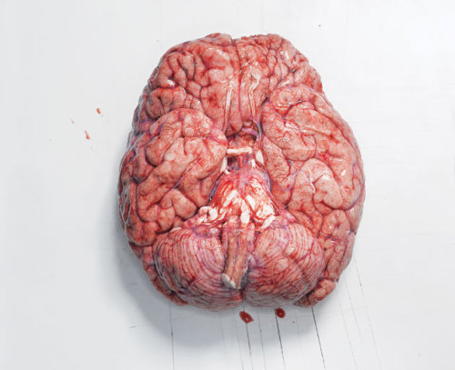 emilymclennon:

yxxck:

florderst:

shawnali:

The first time I held a human brain in Anatomy Lab I was completely speechless. I looked at my classmates expecting a similar reaction and they looked back at me confused like…”dude let’s start identifying the structures.” I had to take a step back and let it process…in my hands was someone’s entire life. From start to finish, every memory, every emotion, every bodily control…was right there in my hands. 

I don’t care if people unfollow this is spectacular

This post just fucked me up literally

Well shit…
