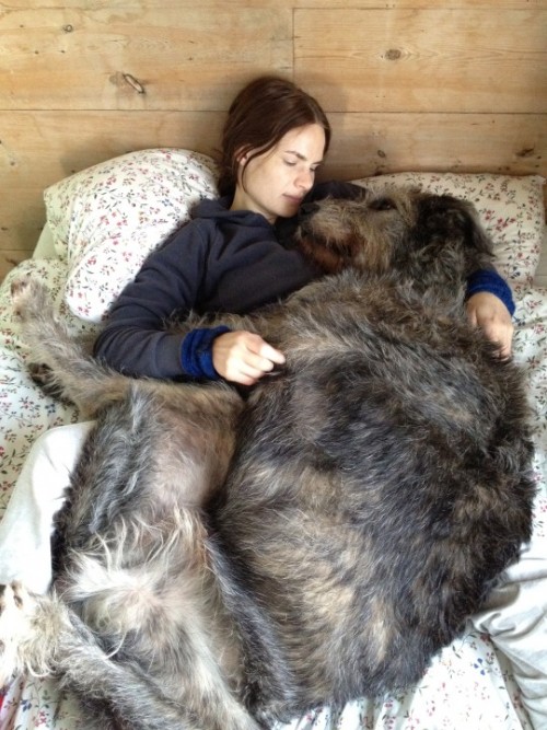 All I want is a Irish Wolfhound to call Fitzwilliam who will be the love of my life. 