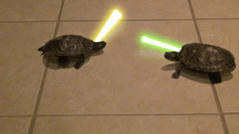 Fighting Turtles!