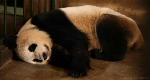 A giant panda at Chengdu Research Base of Giant Panda Breeding in China. (Natural World - BBC)