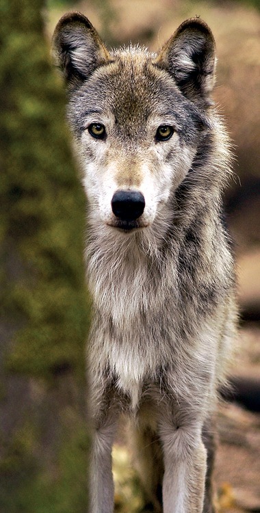 Wolf CredoRespect the elders&#8230;.Teach the young&#8230;Cooperate with the packPlay when you can&#8230;Hunt when you must&#8230;Rest in betweenShare your affections&#8230;Voice your feelings&#8230;Leave your mark.