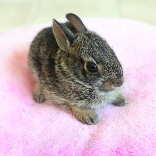 Zullala: A four week old cotton tail rabbit. I found him when I was on a walk. A dog was chasing him. The owner got the dog and the rabbit got away. But he looked awfully skinny. So I took him home and fed him for a week, then I let him free.