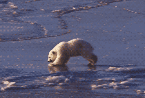 theanimalblog:

From BBC One - Nature’s Great Events: The Great Melt | Gif by: hoppip

