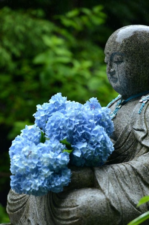 buddhabe:

Bodhisattva and Blue Hydrangea at Meigetsu-in, Kamakura, Japan.