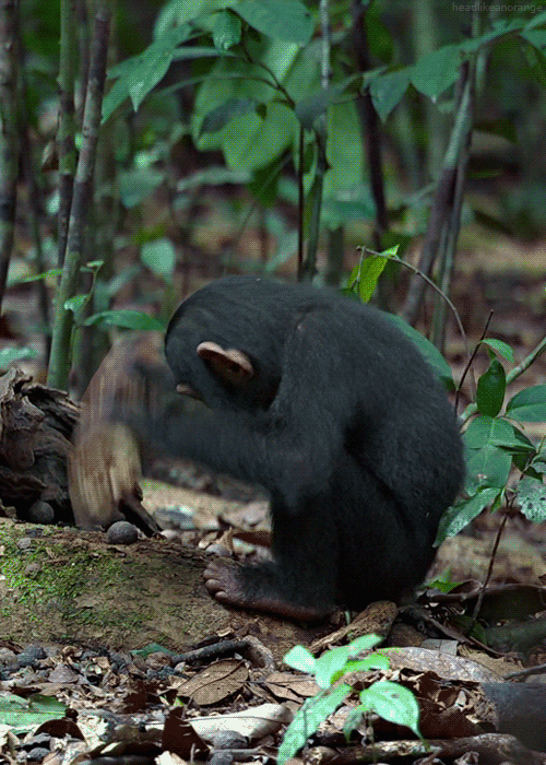 A young chimpanzee tries to crack a nut. (Chimpanzee - Disneynature)