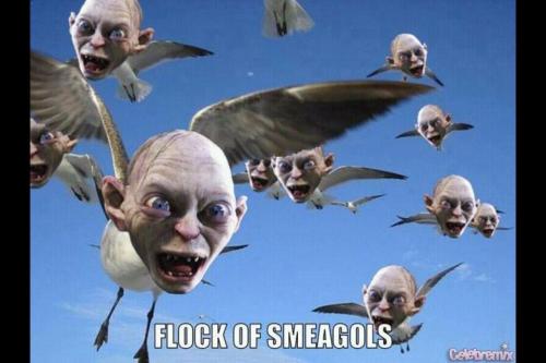 flock of seagulls on Tumblr