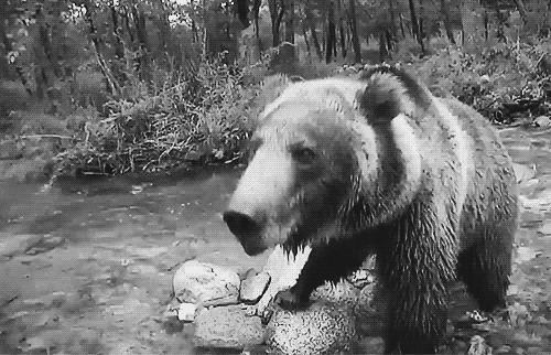 Black and White animal grizzly bear nature bear animal gif nature gif bear gif 