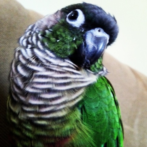 This is my bird, Kiwi. Shes pretty much perfect, and I love her<3