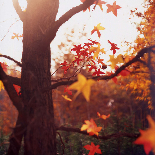 autumn-dreaming:

☁♥It’s autumn year-round♥☁
