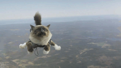 sutterspeak:

This is a skydiving cat. What have you done today?
