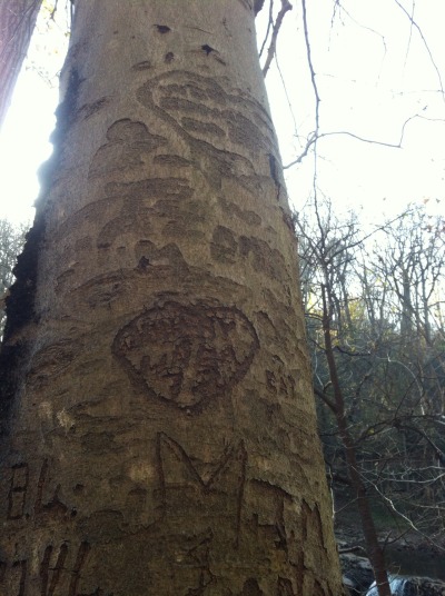 Arborglyphs on an American beech tree
