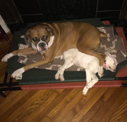 Big brother Ares and little sister Laylah.  #boxerpuppy #boxersofinstagram #boxer