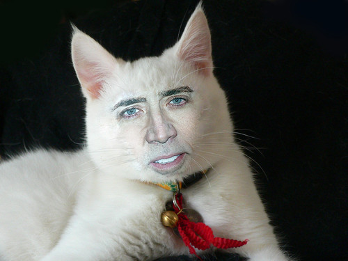 tennants-hair: NICOLAS CAGE’S FACE ON CATS IS MY...