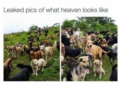 davidlobsterwallace:  socerrulz21:  delightsandescapes:  This is so nice! And this is actually a place in Costa Rica. A couple decided to start a refuge for stray dogs and now own around 700-900 doggies. It’s not state supported. They live on donations.