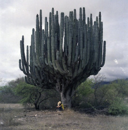 likeafieldmouse:  Saguaro Cactus