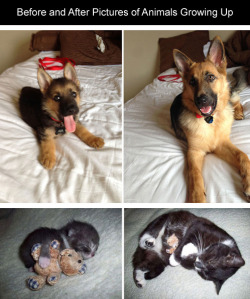 lancrebitch:  osamah:  yeatru:  froakev:  tastefullyoffensive:  Before and After Pictures of Animals Growing Up [via]Previously: Animals Using Other Animals as Pillows  i am so happpppyyyyyyyyyy  this post can cure any disease  IM SO HAPPY   omg the
