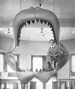 Seated in fossil shark jaw restoration, 1909.