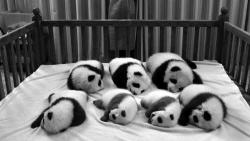 Baby pandas !