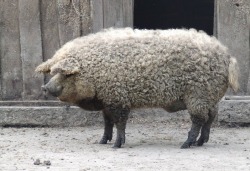 buffafro:  thefingerfuckingfemalefury:  ayellowbirds:  coolthingoftheday:  Mangalica is a rare breed of pig of Hungarian origin that have wool or fur resembling a sheep’s.    They also come in ginger:  FLUFFY PIGS  Look at the bABIES   @slbtumblng