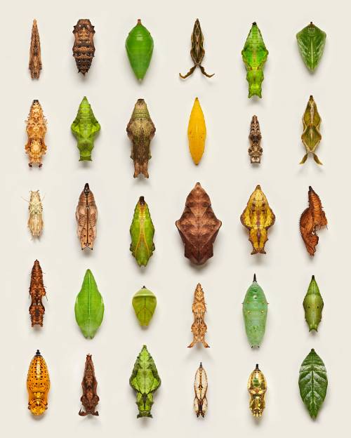 itscolossal:Photographer Levon Biss Illuminates the Strange, Otherworldly Chrysalises of Butterfly Pupae
