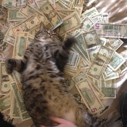 smallrevolutionary:  boy-outside:  this is the money cat, repost in the next 24 hours and money will come your way!!  I just won the lottery. simultaneously as i pressed the reblog button 