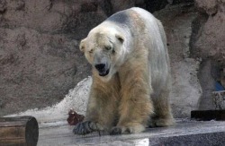 alicedanslesvilles:  white-wid0w:  panemoppression:  Arturo is a 29-year-old male polar bear currently living in Argentina’s Mendoza Zoo. He is suffering in 40C (104F) heat in an enclosure that has just 20 inches of water for him to swim in and has