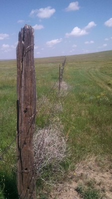 coloradoqueen:  I can’t wait to go home and ride my horse over my chunk of prairie and along this same fence line where my great grand daddy did the same. This is what being a cowgirl is all about. 