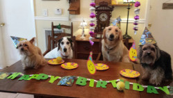animals-be-cute:  .  PARTY TIME!!!