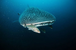 discoverynews:  Whale sharks are flocking to waters off of the Azore islands, a Portuguese archipelago in the North Atlantic Ocean, a new study has found. Whale sharks tend to enjoy warmer temperatures, but even this species has been affected by climate